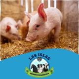 Imagen de la categoría CONCENTRADOS PARA PORCICULTURA