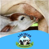 Imagen de la categoría LINEA PARA ALIMENTACION DE TERNERAS