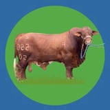 Imagen de la categoría BEEFMASTER