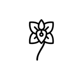 Imagen de la categoría ORQUIDEAS