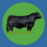 Imagen de la categoría ANGUS NEGRO