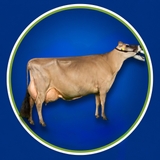 Imagen de la categoría JERSEY