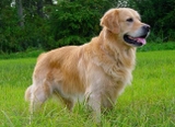 Imagen de la categoría Alimento para perros