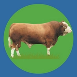 Imagen de la categoría SIMMENTAL