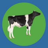 Imagen de la categoría HOLSTEIN NEGRO CONV