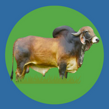 Imagen de la categoría GYR
