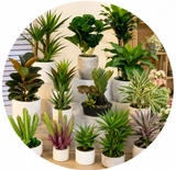Imagen de la categoría PLANTAS ARTIFICIALES