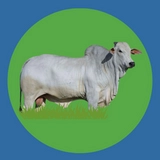 Imagen de la categoría NELORE