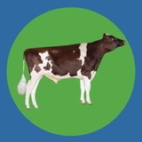 Imagen de la categoría HOLSTEIN ROJO