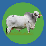 Imagen de la categoría BRAHMAN BLANCO