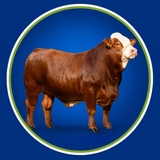 Imagen de la categoría SIMMENTAL
