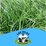 Imagen de la categoría SEMILLA DE PASTO CLIMA FRIO