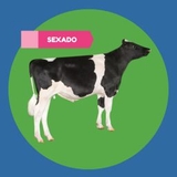 Imagen de la categoría HOLSTEIN NEGRO SEXADO