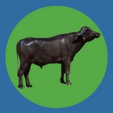 Imagen de la categoría BUFALO
