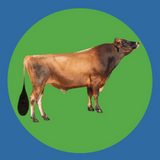 Imagen de la categoría JERSEY