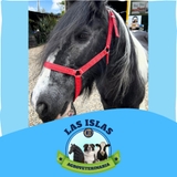 Imagen de la categoría CABEZALES 